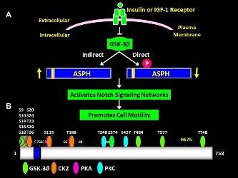 Phosphorylation Modulates Aspartyl-(Asparaginyl)-Î²- Hydroxylase Protein Expression, Catalytic Activity and Migration in Human Immature Neuronal Cerebellar Cells