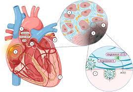 Applied Translational Immunology of Cardiovascular Disease