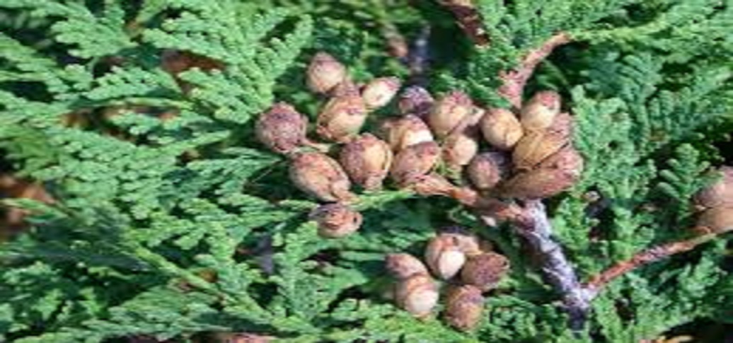 A Case of Inguinal Hernia Cured with Homoeopathic Remedy-Thuja Occidentalis