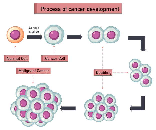 The Causes and Development of Cancer