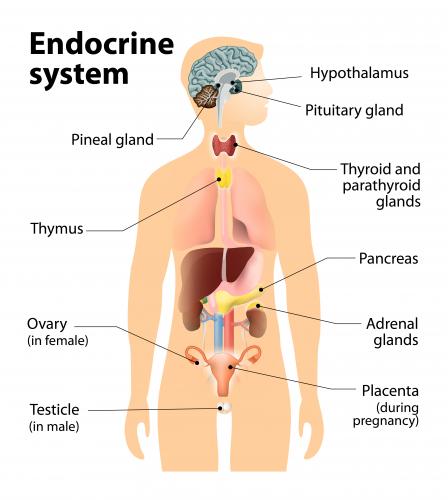 Systems to Expand Development Hormone Discharge in Weight