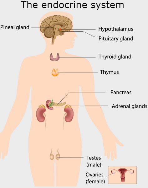 Thyroid Hormone Analogs and Metabolites: New Applications for an Old Hormone?