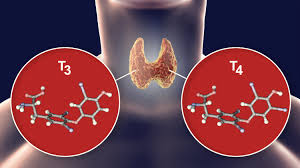 Effect of Clomiphene Citrate on Thyroid Hormones T3, T4 and TSH Levels in Mice Offspring