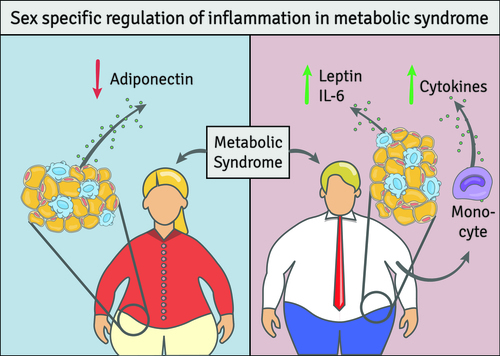 Metabolic Syndrome in Adolescents with Type 1 Diabetes Mellitus in a Mixed Population: Are Girls at a Higher Risk?