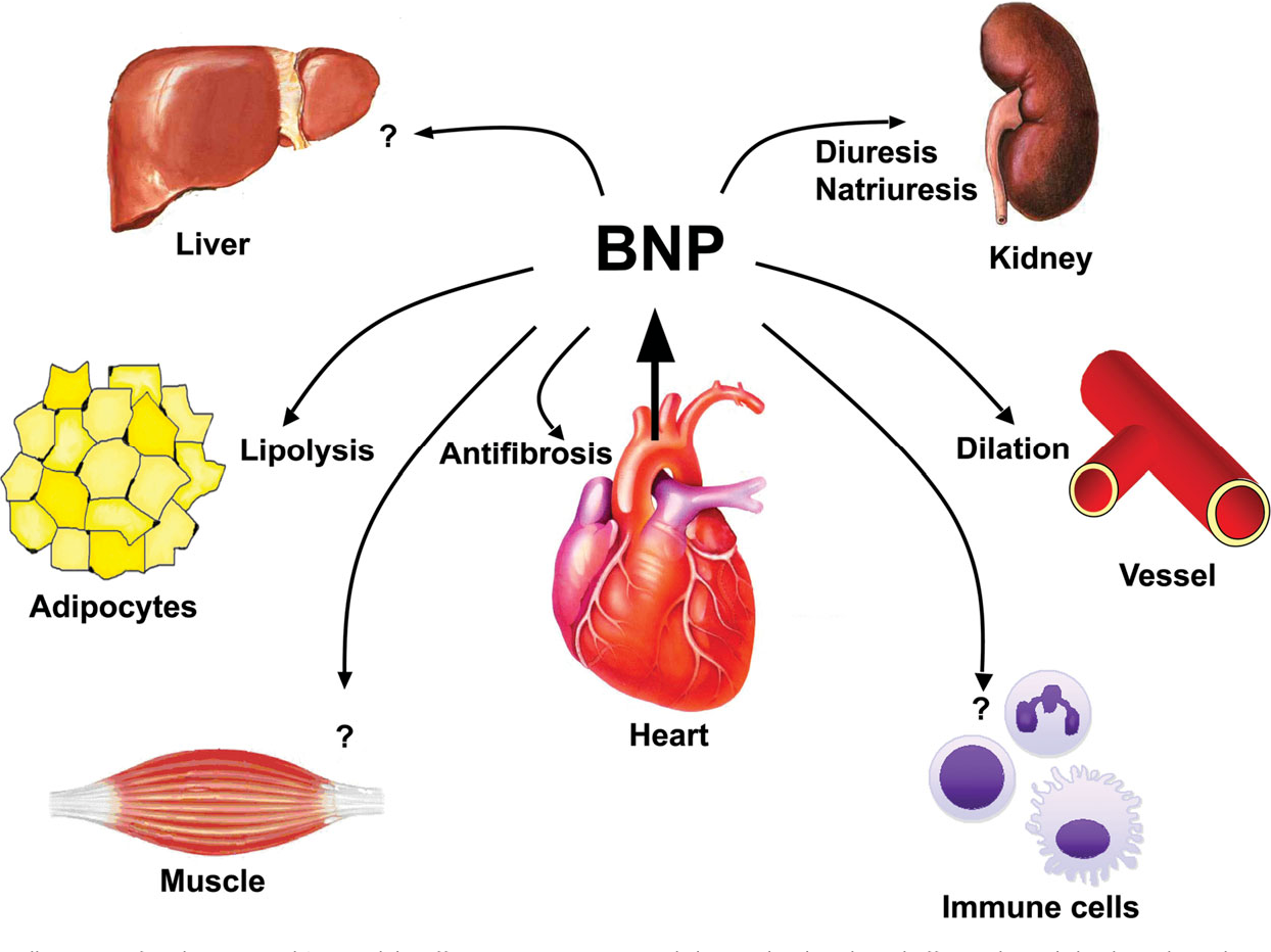 Cardiac Endocrinology: Heart-Derived Hormones in Physiology and Disease