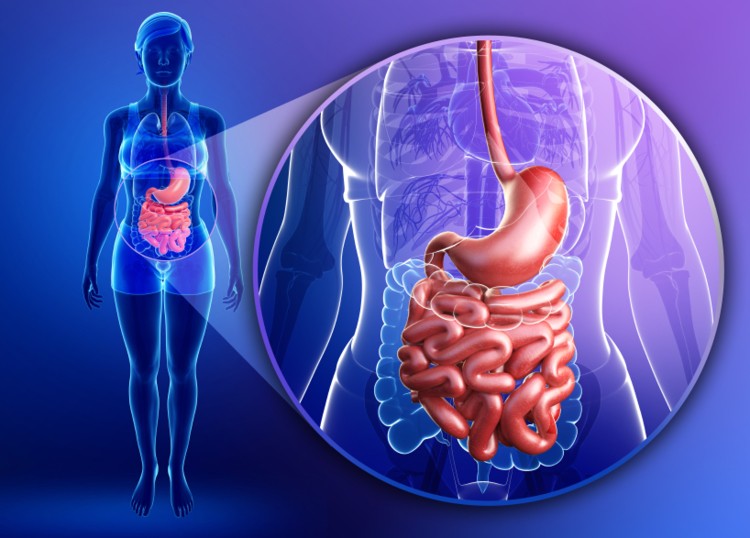 Energy digestion associative with dexamethasone opposition