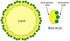 Metformin Influences Bile Acids to Improve the Glucose and Lipid Metabolism in Rats with Streptozotocin-induced Type 2 Diabetes Mellitus