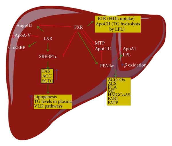 The Interaction between Metformin and Bile Acids in Metabolic Disease