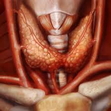 Effect of Clomiphene Citrate on Thyroid Hormones T3, T4 and TSH Levels in Mice Offspring