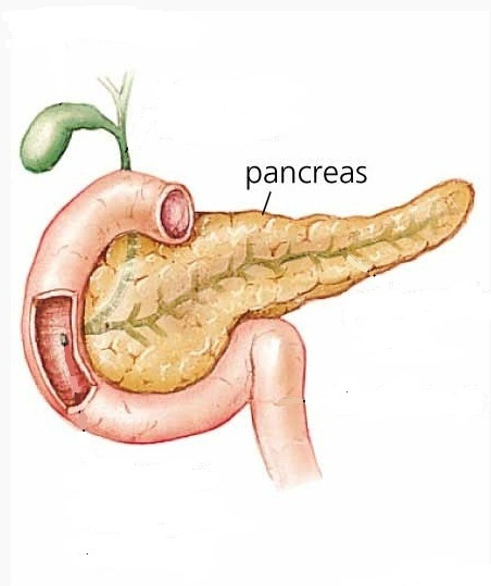 Redox-Potential and Immune- Endothelial Axis States of Pancreases in Type 2 Diabetes Mellitus in Experiments