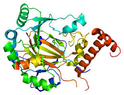 Hypoxia Inducible Factor-1Î± Gene rs11549465 Might be Protective Factor for the Development of Type 1 Diabetes Mellitus