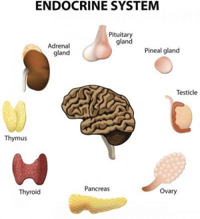 endocrinology diabetes disorders thyroid dr endocrine research journal adrenal disease zaky mohamed diseases jabri