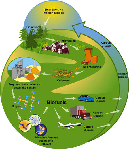 Market Research Report: Biofuels & Bioenergy 2020