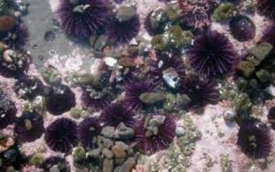 Sea Urchin Bioassays in
Toxicity Testing: II. Sediment
Evaluation