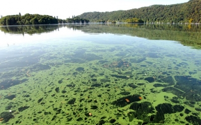 Multilevel Approach in Biodiversity Analysis of Freshwater Algae