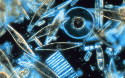Aquatic Microbiology in a Rapidly Changing World