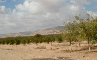 How a New Locality of Algal
Community in the Negev
Desert, Israel was Formed