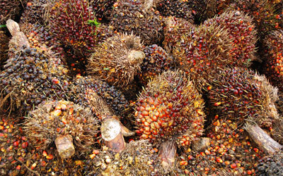 Multivariate Analysis of
Vegetative and Physiological
Traits in Oil Palm (Elaies
guineensis Jacq) Germplasm