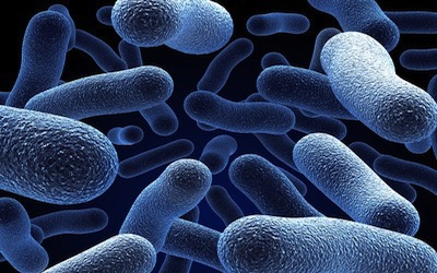 New Sequence Types for Environmental Legionella pneumophila Isolated from Kuwait