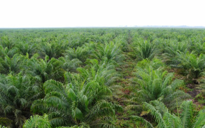 Partial Substitution of Inorganic with Organic Fertilizer for Enhancement Fresh Fruit Bunch (FFB) Productivity in Oil Palm Plantations