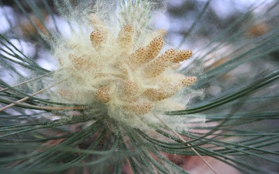 Longitudinal Investigation on Allergenic Conifer Pollen in Japan for Successful Prevention and Treatment against Japanese Cedar Pollinosis