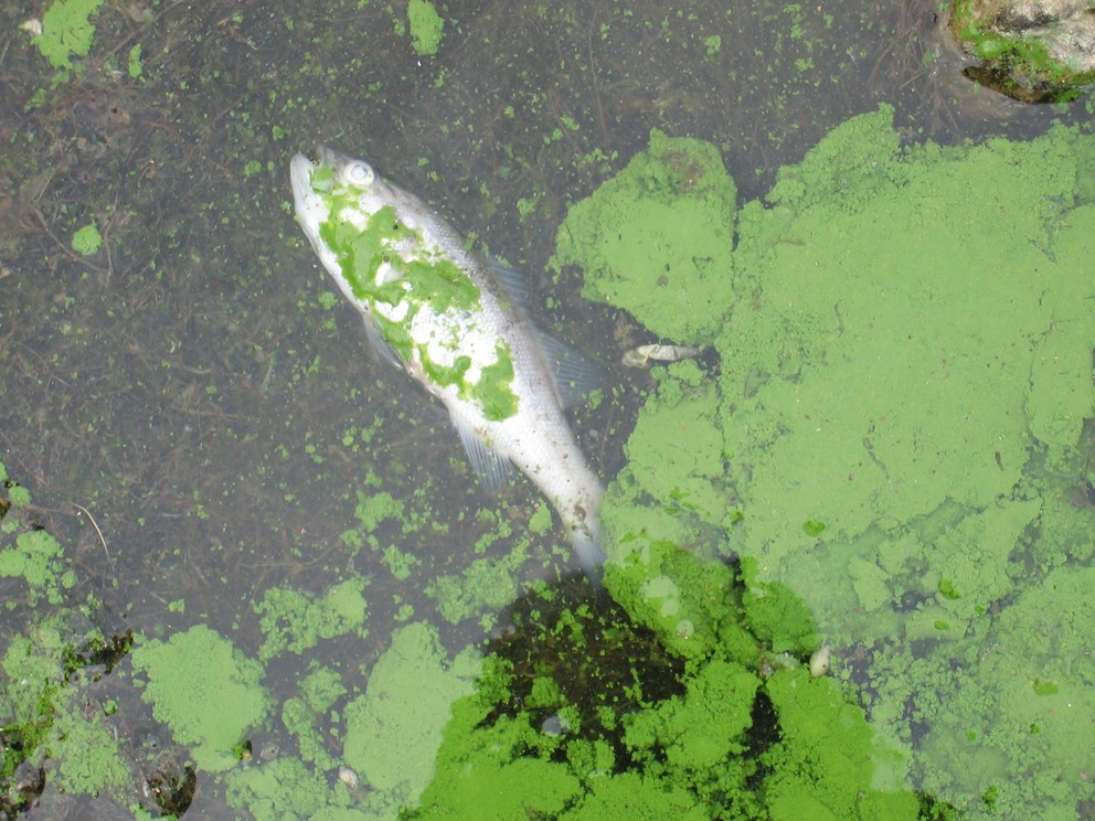 Evaluation of Activated Carbon as a Substratum to Phytoremediate Eutrophic Wastewater