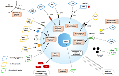 FOXP3 Gene and T Regulatory Cells Behavior in AIDS Patients