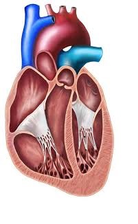 Routinely Performed Echocardiography and its Impact on Everyday Clinical Practice in Patients admitted to an Internal Medicine Ward