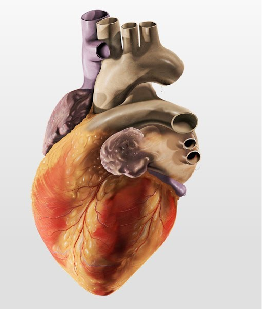 Therapies in the Treatment of Heart Failure