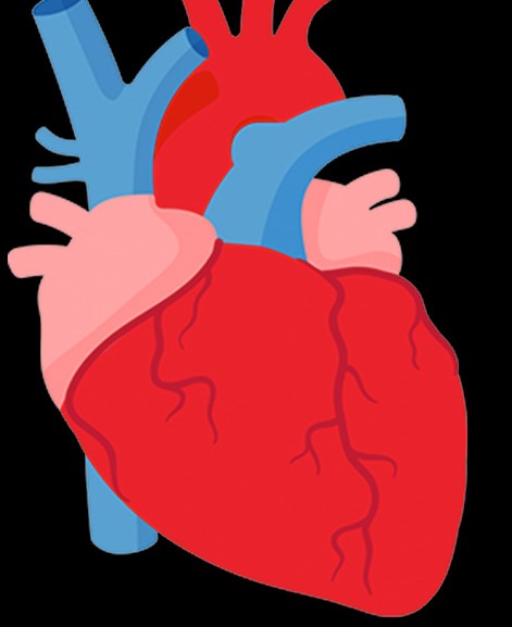 Cardiovascular Risk Determined by Genetic Polymorphisms and Epigenetics