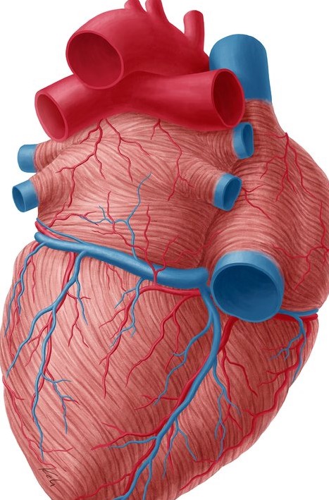 A Rare Anatomical Anomaly: Entire Coronary Circulation Arising from the Right Sinus of Valsalva
