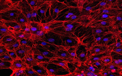 Troponin and Tropomyosin in the Cardiomyocyte Nucleus:What for?