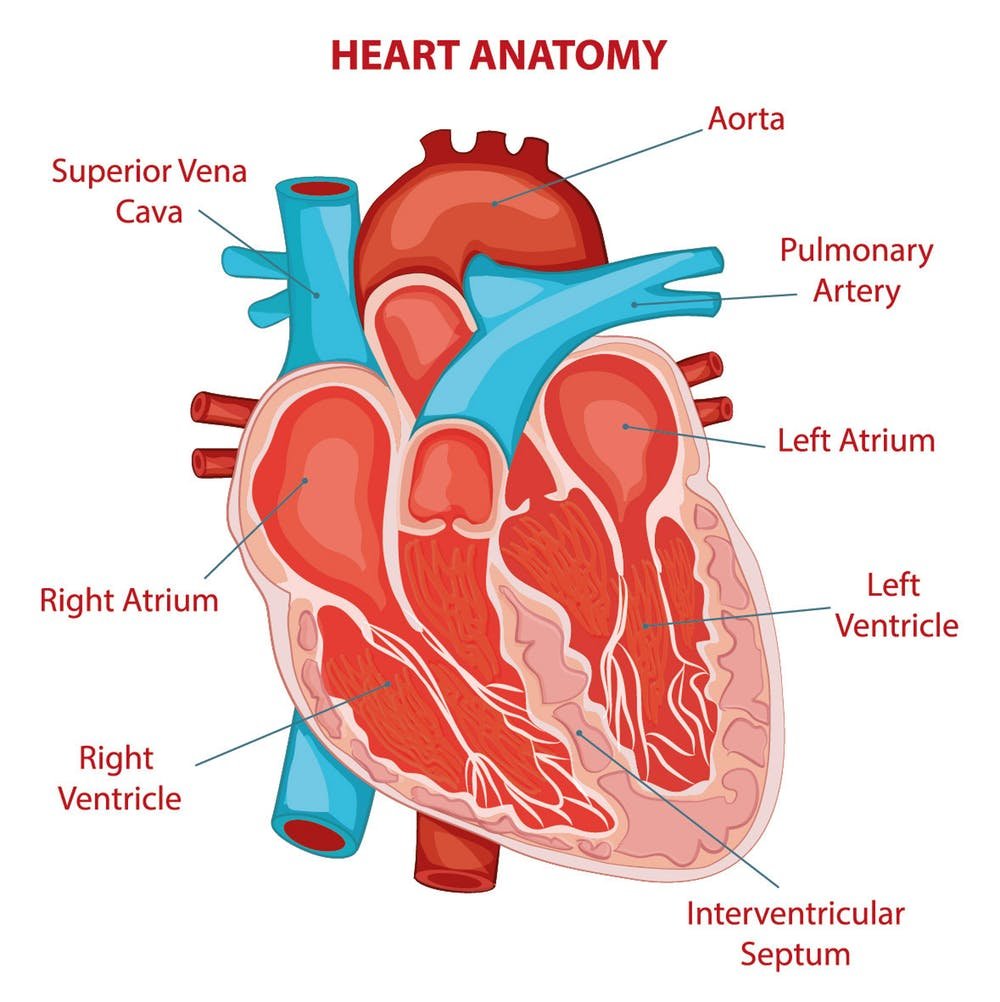 Diseases Related To Cardiac Electrophysiology