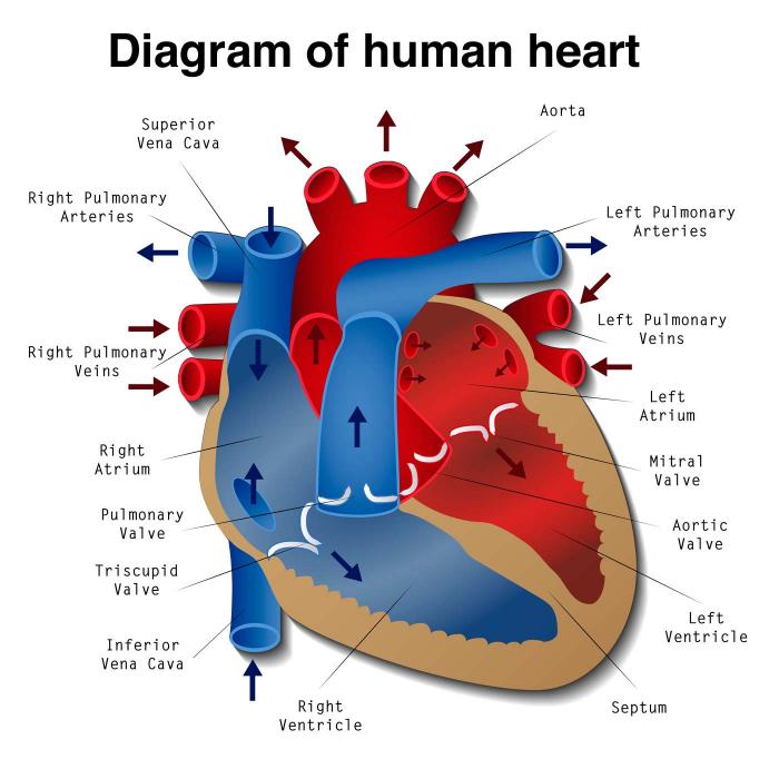 Transport System of the Body the Pneumonic and Conjointly the Overall; Comprehend Vessel, Capillary, and Vessel Components