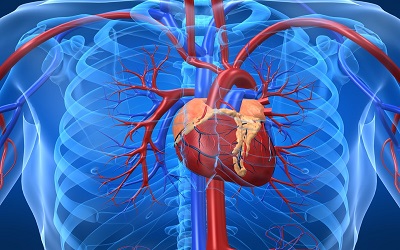 Developmental Origins of Cardiovascular Disease. A Missing Link in the Puzzle