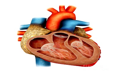 Left Atrial Myxoma Associated with Advanced Atrioventricular Block in a Very Elderly Woman