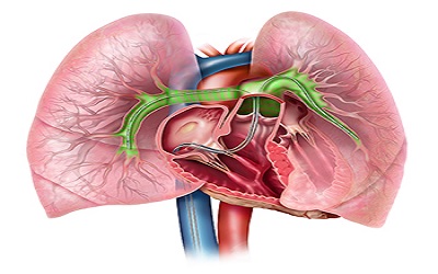 Acute Pulmonary Embolism in Young: A Prospective Observational Study on Clinical 
Implication of Age on the Presentation and Management of Patients with Acute Pulmonary  Embolism