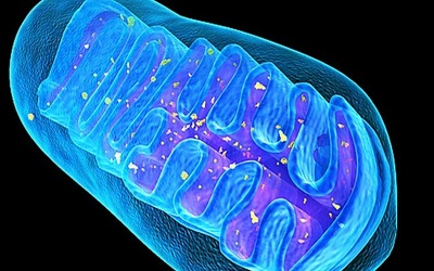Mitochondria, the Cardiomyocyte Power plant: Sugar-Fueled Power Outages and Toxic Waste
