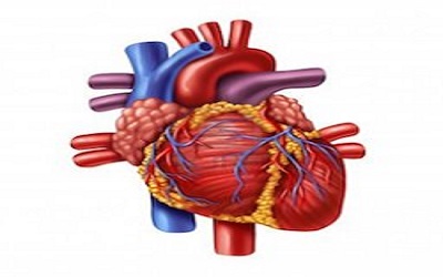 Cardiac Malformations in EMILIN2 Deficient Mice