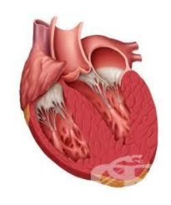 Angiotensin II as an Indicator of Left ventricular Hypertrophy in Uncontrolled Treated Hypertensive Patients