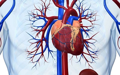 Concurrent Pulmonary and Cerebral Embolism: Is Tricuspid Valve Endocarditis the Culprit?