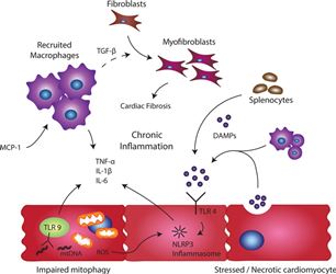 Cytokine Expression and Hypertension Comorbidity in HIV/AIDS Patients at Kenyatta National Hospital HIV Care Centre, Nairobi, Kenya