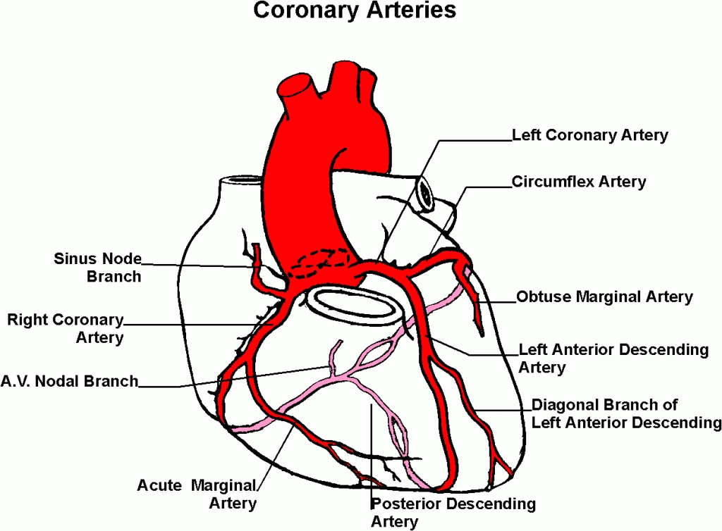 Coronary Artery Profile of Young Kuwaiti Males on Anabolic Steroids