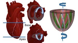 Early Effect of Right Ventricular Apical Pacing On Left Ventricular Twist