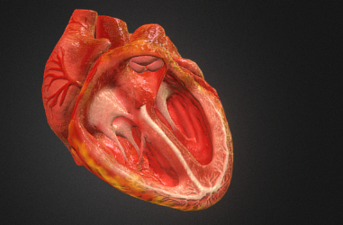 Cardiovascular Effects of Cyclical Dietary Vitamin C Withdrawal in Mice Deficient in Internal Synthesis Vitamin C and producing human lipoprotein (a): Gulo(-/-); Lp(a)+