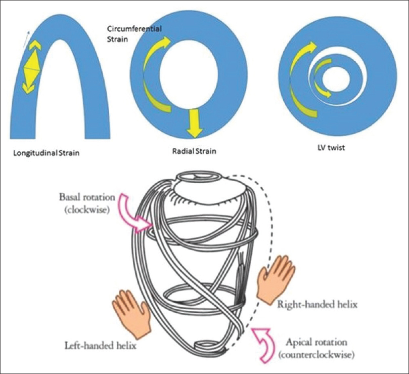 Assessment of Left Ventricular Torsion in Hypertensive Patients