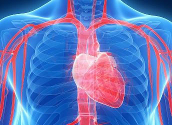 Ferritin and Prognosis in Elderly Patients with Heart Failure and Preserved Ejection Fraction