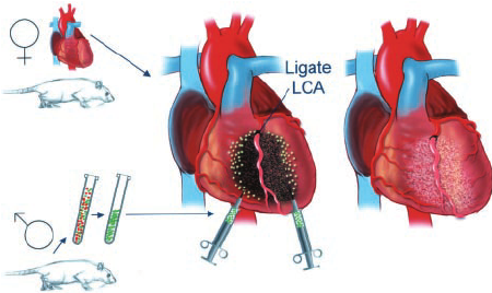 Effect of Vagus Nerve Stimulation on Tissue Damage and Function Loss in a Mouse Myocardial Infarction Model