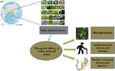 Use of Bush Medicine as Transnational Therapeutic Health Practice