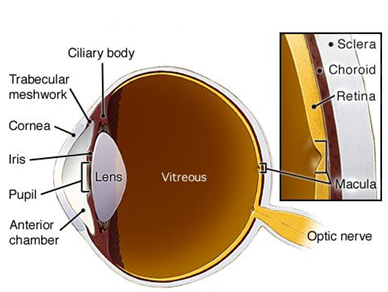 Clinical features of the Anterior Chamber